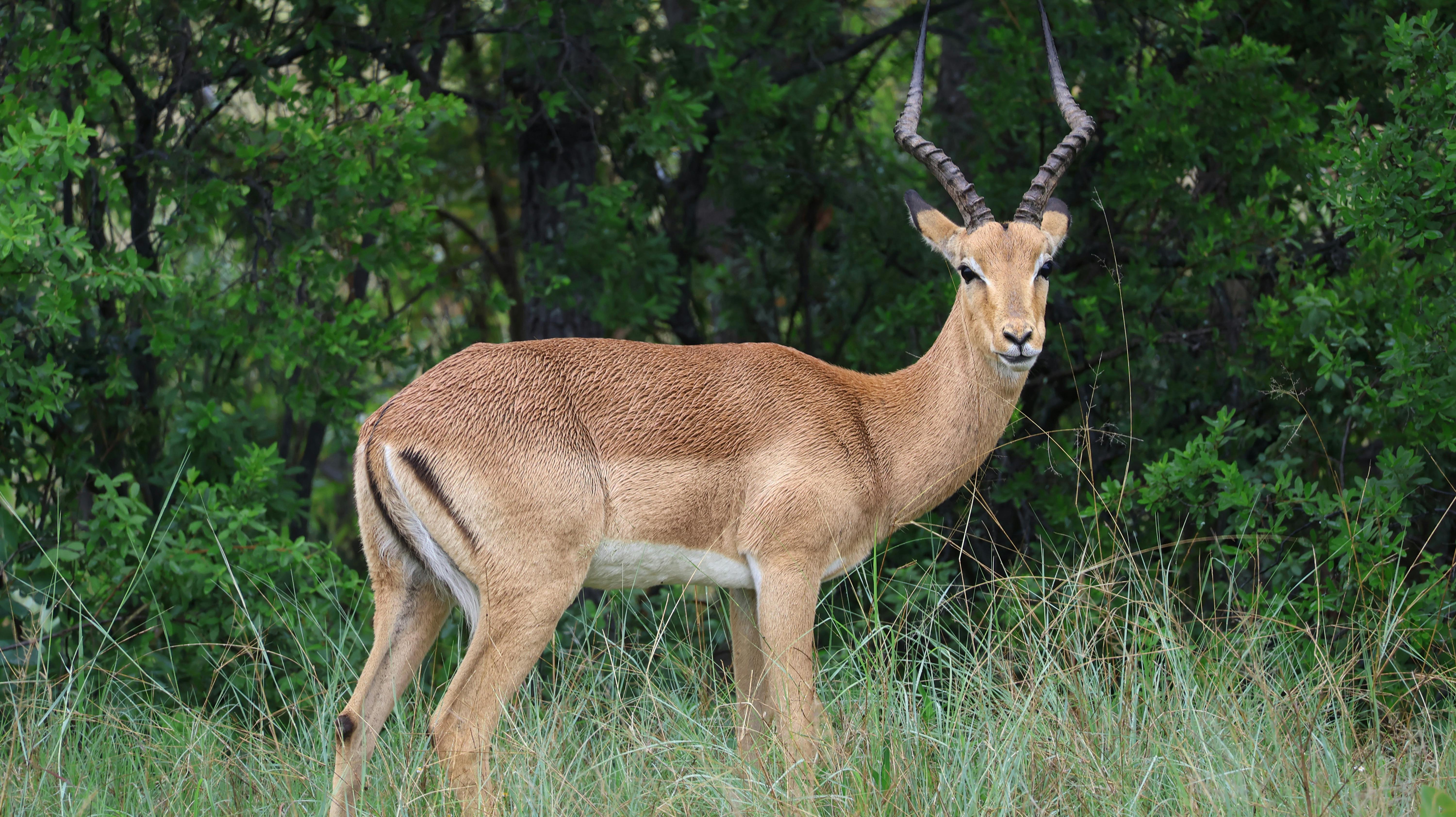 A serene impala stands amid lush green bushveld, showing its elegance.